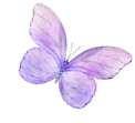 mariposa